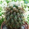 Copiapoa _sp. 'Tigrillo' 05